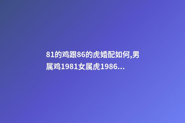 81的鸡跟86的虎婚配如何,男属鸡1981女属虎1986的婚姻如何 1981男鸡1986女虎婚配,1981男鸡1986女虎婚配好不好-第1张-观点-玄机派